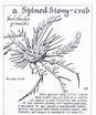 Image result for Eurydice grimaldii Stam. Size: 87 x 104. Source: www.pinterest.at