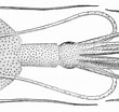 Image result for Mastigoteuthis Anatomie. Size: 110 x 104. Source: animalia.bio
