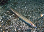 Image result for Lesser sand eel Habitat. Size: 144 x 104. Source: www.fishbase.se