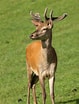 Image result for Red Deer Male. Size: 79 x 104. Source: www.dreamstime.com