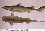 Image result for "centroscyllium Kamoharai". Size: 149 x 104. Source: www.zooeco.com