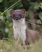 Afbeeldingsresultaten voor Stoat animal. Grootte: 84 x 104. Bron: www.pinterest.at