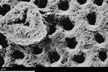 Afbeeldingsresultaten voor "hastigerina Pelagica". Grootte: 156 x 104. Bron: www.mikrotax.org