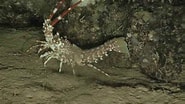 Image result for Palinurus mauritanicus Reproductie. Size: 185 x 104. Source: br.pinterest.com