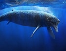 Afbeeldingsresultaten voor Evolution of Whales. Grootte: 134 x 104. Bron: eartharchives.org