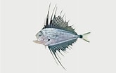 Image result for "pterycombus Brama". Size: 165 x 104. Source: fishesofaustralia.net.au