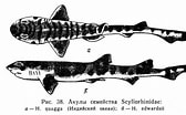 Image result for "halaelurus Quagga". Size: 168 x 104. Source: fishbiosystem.ru