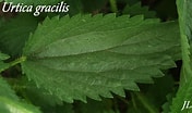 Afbeeldingsresultaten voor "folia Gracilis". Grootte: 176 x 104. Bron: plantsofmagnolia.net