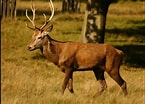 Image result for Red Deer Male. Size: 145 x 104. Source: www.treknature.com