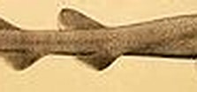 Image result for Bythaelurus hispidus Orde. Size: 223 x 43. Source: pl.wikipedia.org