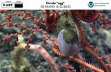 Image result for "laonice Cirrata". Size: 161 x 104. Source: www.ncei.noaa.gov