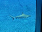 Image result for "carcharhinus Sorrah". Size: 137 x 104. Source: www.zoochat.com