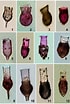 Afbeeldingsresultaten voor "codonellopsis Morchella". Grootte: 70 x 104. Bron: www.researchgate.net
