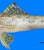 Image result for Aulopus filamentosus Rijk. Size: 90 x 104. Source: www.researchgate.net
