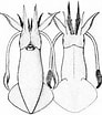 Image result for Lolliguncula brevis Stam. Size: 92 x 104. Source: tolweb.org