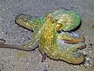 Image result for "octobranchus Floriceps". Size: 137 x 104. Source: www.monaconatureencyclopedia.com