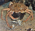 Image result for krabben soorten. Size: 117 x 104. Source: nl.wikisage.org