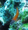 Image result for "lipophrys Nigriceps". Size: 95 x 104. Source: www.inaturalist.org