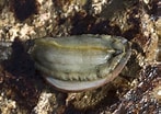 Image result for "haliotis Tuberculata". Size: 147 x 104. Source: www.asturnatura.com