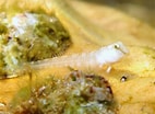 Image result for Microlipophrys dalmatinus. Size: 142 x 104. Source: www.marinespecies.org