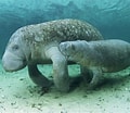Image result for "Trichechus inunguis". Size: 120 x 104. Source: www.spirit-animals.com