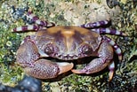 Image result for "lydia Annulipes". Size: 154 x 104. Source: www.underwaterkwaj.com