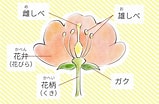 ラベンダー 花の構造 に対する画像結果.サイズ: 159 x 104。ソース: comic.smiles55.jp