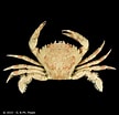 Image result for Liocarcinus. Size: 108 x 104. Source: www.crustaceology.com
