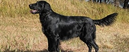 Image result for Flat Coated Retriever FCI. Size: 255 x 104. Source: consumerwatchdogwatch.com