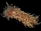 Image result for "janolus Hyalinus". Size: 139 x 104. Source: www.aphotomarine.com