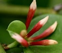 Image result for "mysidopsis Bispinosa". Size: 123 x 104. Source: natureswow2.blogspot.com