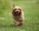 Billedresultat for Silky Terrier. størrelse: 130 x 104. Kilde: www.dog-learn.com
