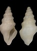 Image result for Typhlomangelia nivalis. Size: 75 x 104. Source: www.shellauction.net