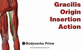Image result for Musculus Gracilis Slagader. Size: 171 x 104. Source: www.youtube.com