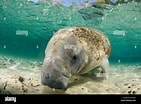 Image result for "trichechus Manatus". Size: 141 x 104. Source: www.alamy.com