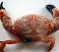 Image result for "lophozozymus Incisus". Size: 119 x 104. Source: www.researchgate.net