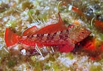 Image result for "pomatoschistus Norvegicus". Size: 150 x 104. Source: adriaticnature.me