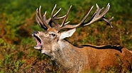 Image result for Red Deer Male. Size: 186 x 104. Source: www.woodlandtrust.org.uk