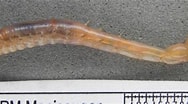 Image result for Anobothrus gracilis. Size: 188 x 104. Source: www.marinespecies.org