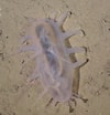 Image result for Protubulanus theeli Stam. Size: 100 x 104. Source: invertebase.org