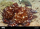 Image result for "octobranchus Floriceps". Size: 141 x 104. Source: www.alamy.com