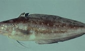 Image result for "urophycis Tenuis". Size: 171 x 104. Source: ncfishes.com
