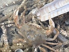 Image result for "liocarcinus Pusillus". Size: 139 x 104. Source: www.beachexplorer.org