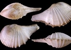 Afbeeldingsresultaten voor Cardiomya costellata Geslacht. Grootte: 147 x 104. Bron: www.idscaro.net
