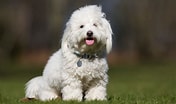 Image result for Coton De Tulear. Size: 176 x 104. Source: be.chewy.com