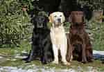 Image result for Labrador Retriever. Size: 150 x 104. Source: www.zooplus.be