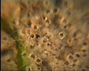 Image result for "polydora Ciliata". Size: 130 x 104. Source: www.marinespecies.org