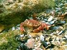 Image result for "platyxanthus Crenulatus". Size: 139 x 104. Source: buceo-uruguay.blogspot.com