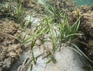 Image result for "icosaspis Serrulata". Size: 135 x 104. Source: seagrassspotter.org