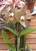 Image result for "vannuccia Forbesii". Size: 73 x 104. Source: br.pinterest.com